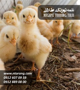 فروش جوجه گوشتی مهر جوجه